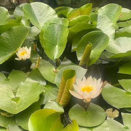 Apartment Vip Sadyba *